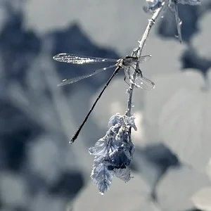 IR dragonfly