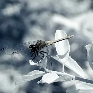 IR dragonfly 2