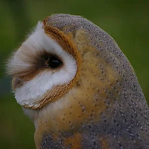 barn owl