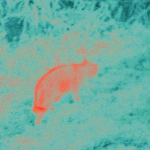 auto ir rufus