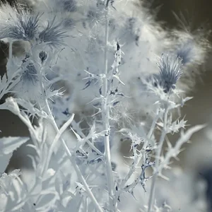 Thistle IR