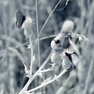 Butterflies IR