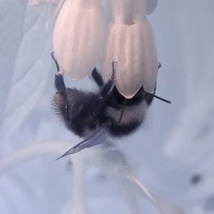 Bee close up 590nm