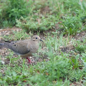 Mourningdove.webp
