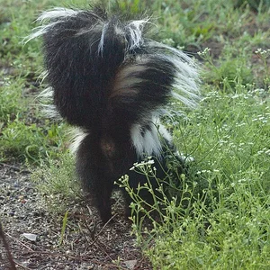 Skunk3colour.webp