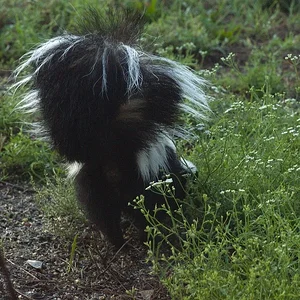 Skunk4.webp