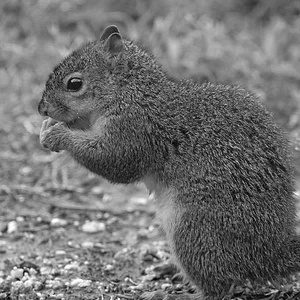 Squirrel5.webp