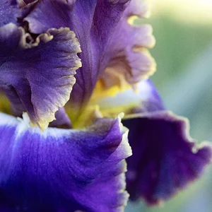 deep purple and yellow iris closeup05242025 (13).webp