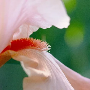 pink and gold irises06122025 (9).webp