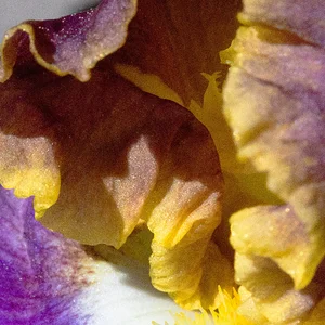 purple white and gold iris closeup05242025 (2).webp