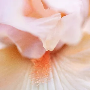 Small-salmon iris06142025 (3).webp