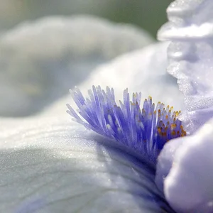 Small - white iris closeup05252025c.webp