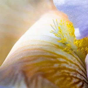 yellow iris violet green accent05252025.webp