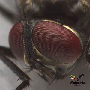 House fly
