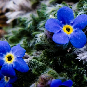 Alpine Forget-Me-Not Flowers