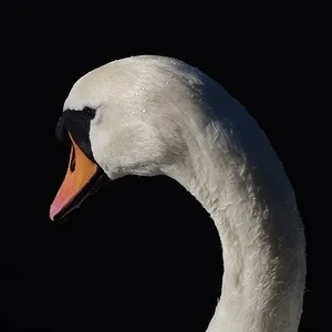 White Swan