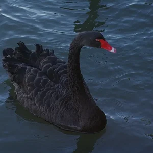 Black swan