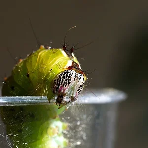 Acronicta clarescens.webp