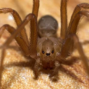 Hallway Recluse.webp