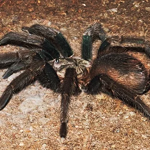 P south hispanola.webp