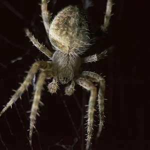 Spider.webp
