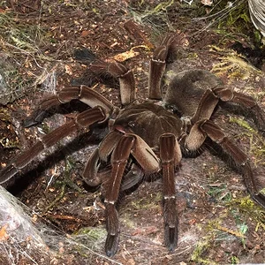 Stirmi.webp