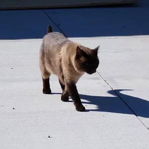 Siamese cat on drive way.webp