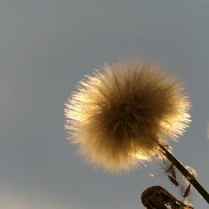 white fluffy flower at sunset.webp