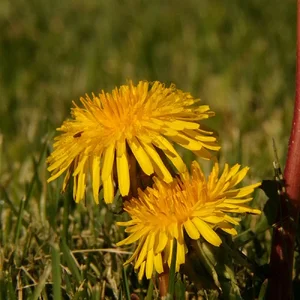 dandelions #1.webp