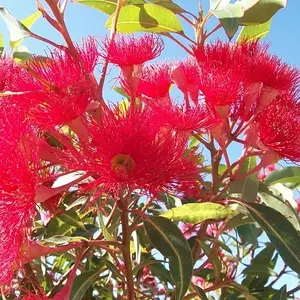 08FebPhoto21-flowering gum