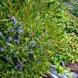 08FebPhoto22-A Mix of Blue Green and Red in Nature
