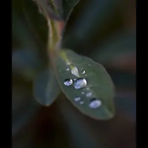 Leaf with droplets