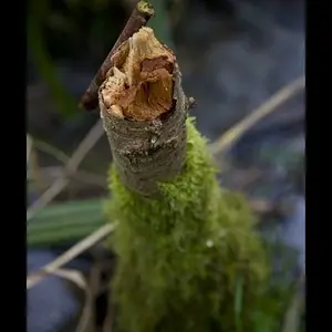 Tree stump