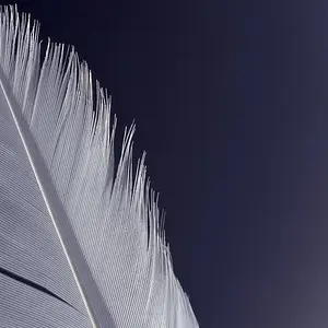 08MarchPhoto09-Feather