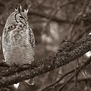 08MarchPhoto35-Lone Owl