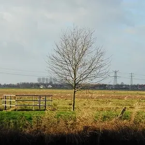 08MarchPhoto50-lonely tree
