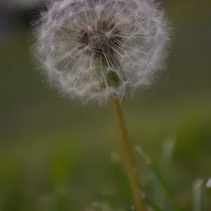 08MarchPhoto63-Dandelion