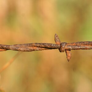 Texas Barbed Wire