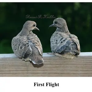 First Flight