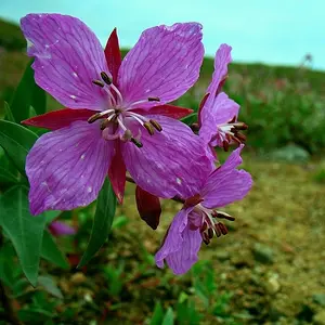 Lonely Flower