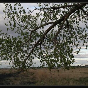 Lonely Tree