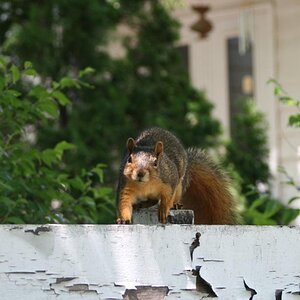 Squirrel Friend