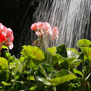 wateringflowers