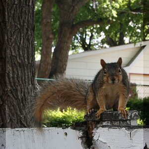 Squirrels in my backyard