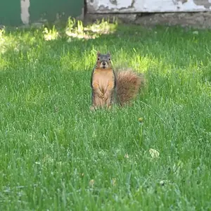 Squirrels in my backyard