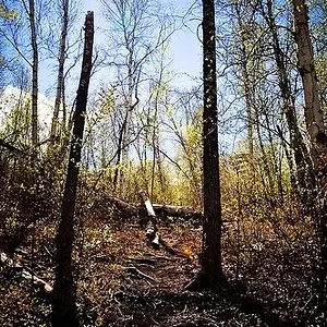 I love nature