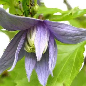 Springtime I
