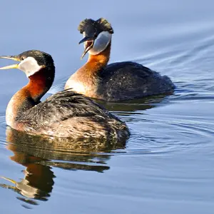 Birds