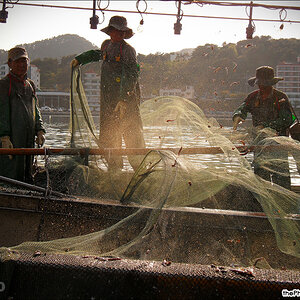 anchovy festival