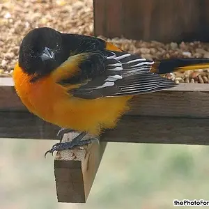 Oriole